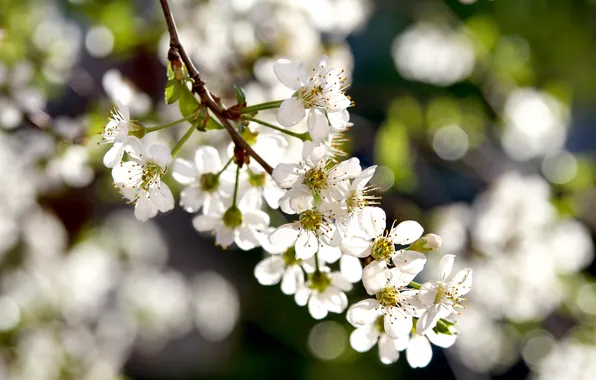 Весна, цветение, белые цветы