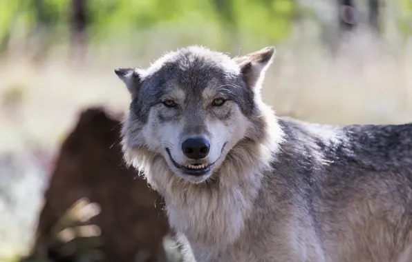 Картинка улыбка, волк, cheeeeese