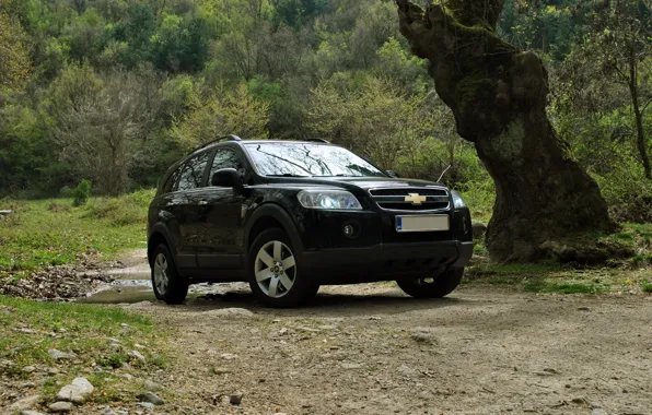 Chevrolet, trees, nature, 4x4, Bulgaria, Captiva