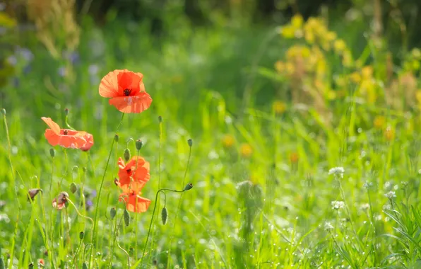Flower, poppy, meadow