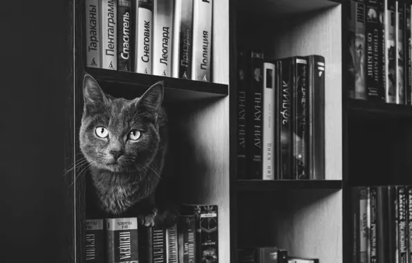Кошка, кот, взгляд, серый, книги, шкаф, библиотека, мордашка