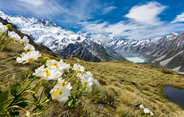Картинка снег, горы, вершины, New Zealand, лютики, Mount Cook, Mueller glacier