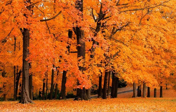 Осень, листья, деревья, природа, жёлтый, листопад, леса, парки
