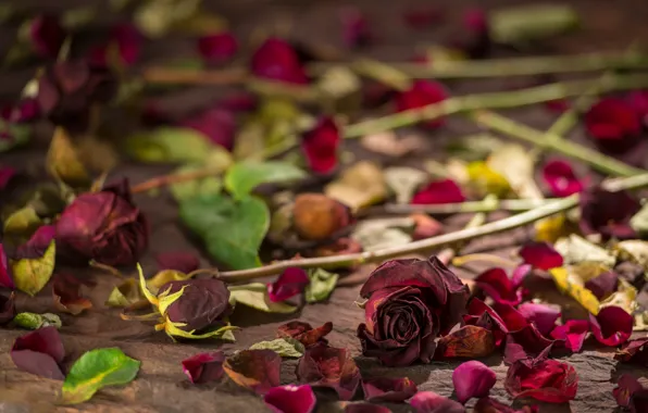 Still life, petals, roses