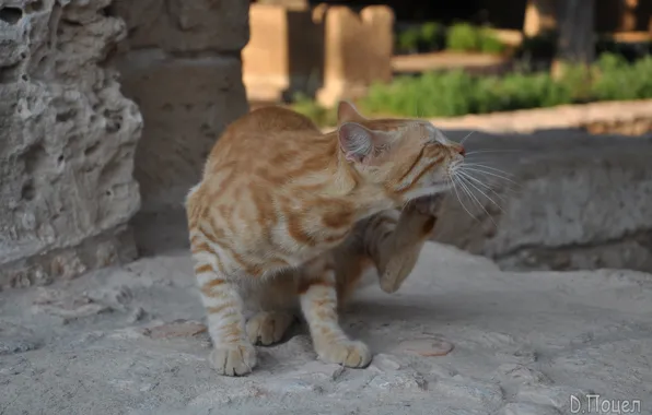Кот, рыжий, сидит, kat, и чешется