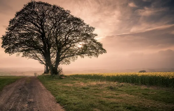 Картинка дорога, деревья, утро