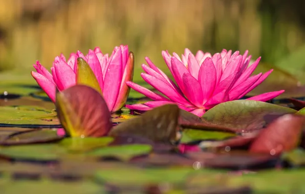 Листья, вода, цветы, природа, озеро, пруд, кувшинка, розовые