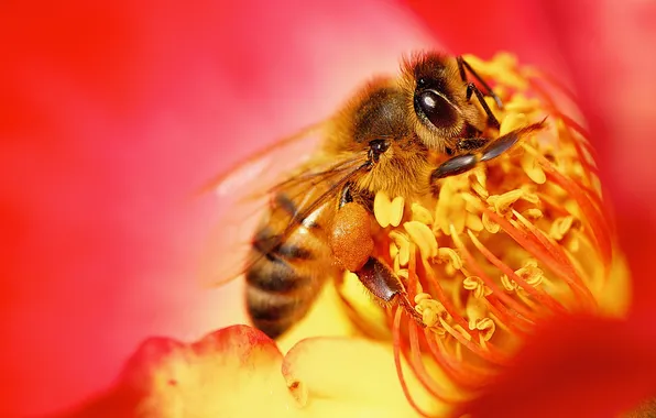 Картинка цветок, природа, пчела, насекомое