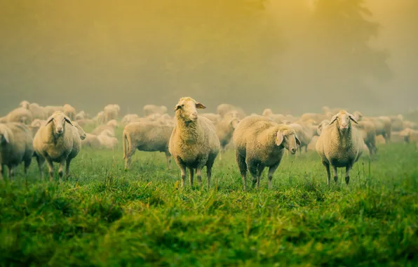 Поле, туман, овцы