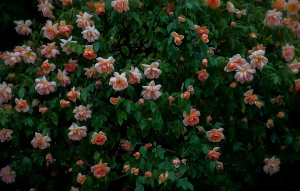 Розы, много, розовый куст