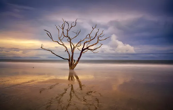 Картинка море, закат, дерево