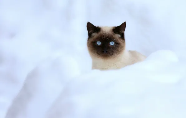 Зима, кошка, взгляд, снег, котенок, мордочка, сугробы, милый