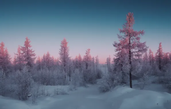 Иней, небо, снег, деревья, закат, Зима. снег