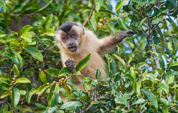 Животные, природа, обезьяна, monkey, nature, animal