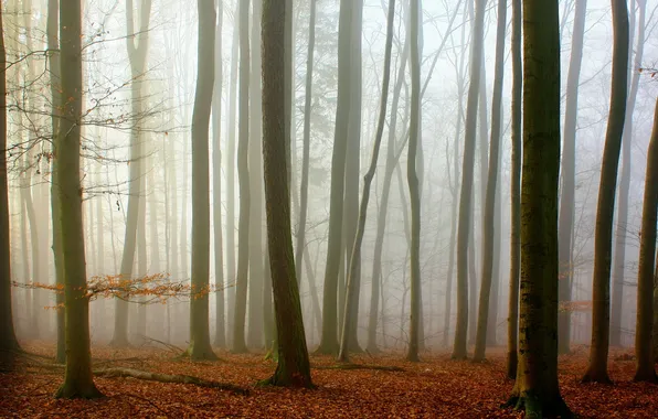 Осень, лес, природа