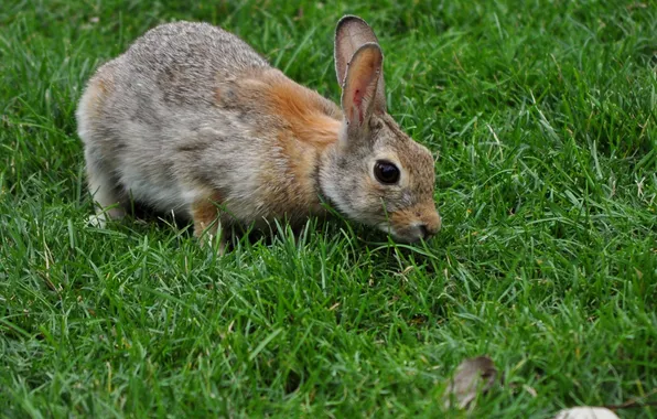 Картинка трава, серый, кролик