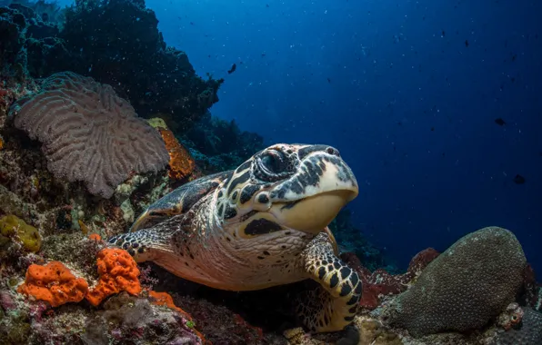 Море, морда, вода, черепаха, кораллы, подводный мир, под водой, морская черепаха