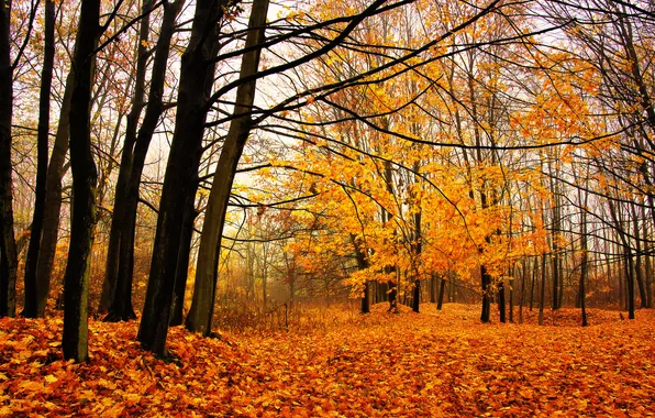 Осень, лес, деревья, пейзаж, ветки, природа, парк, листва