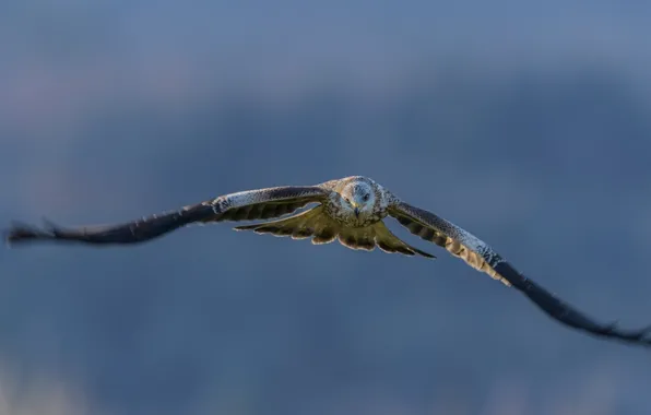 Птица, хищная, Красный коршун, Red Kite