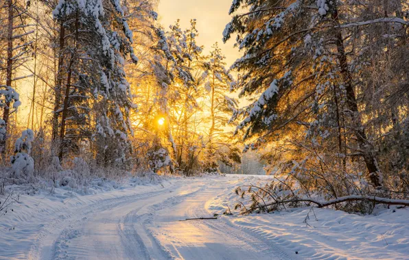 Картинка зима, дорога, лес, снег, деревья, Беларусь, Руслан Авдевич