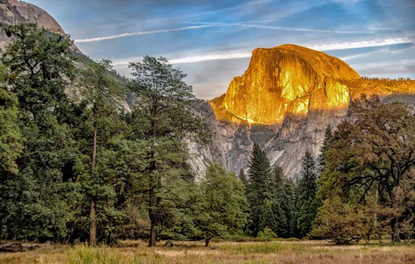 Лес, деревья, скалы