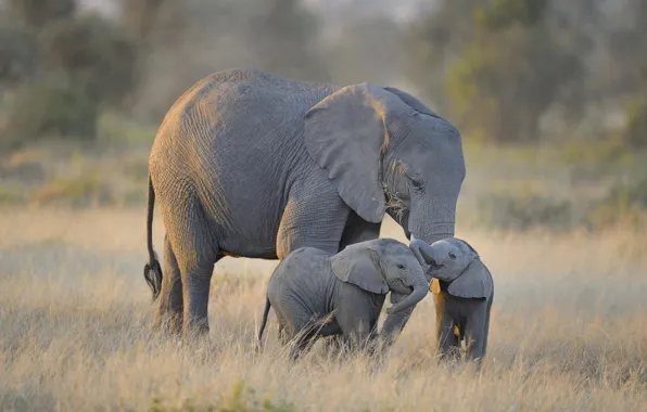 Картинка африка, слоны, Amboseli National Park, Twin Baby Elephants