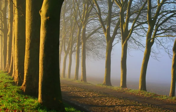 Картинка дорога, туман, утро