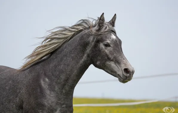 Серый, конь, лошадь, грива, (с) OliverSeitz