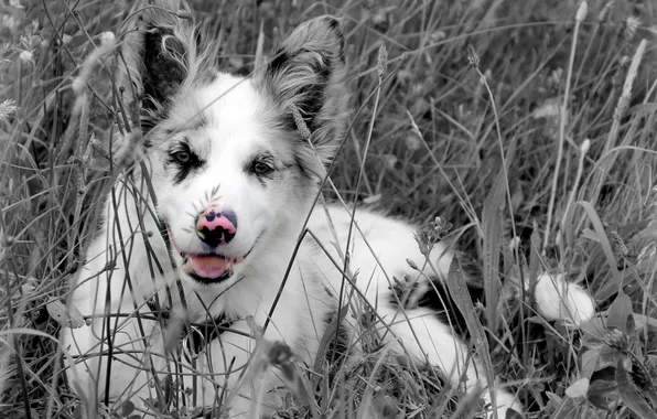Картинка поле, цвет, собака, нос