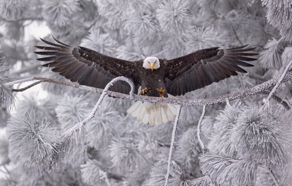 Картинка птица, крылья, ветка, изморозь, Белоголовый орлан