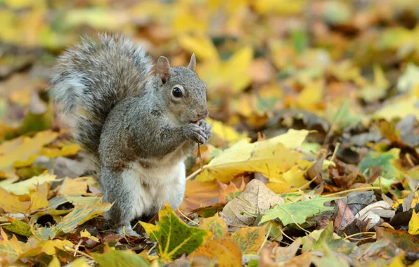 Листья, белка, грызун, gray squirrel