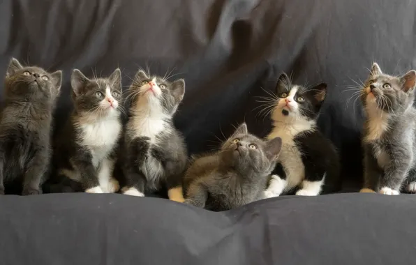Котята, kittens, Gert van den Bosch