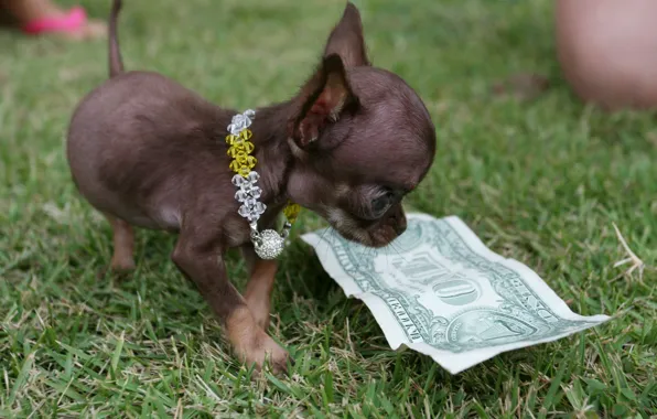 Маленький, доллар, пес