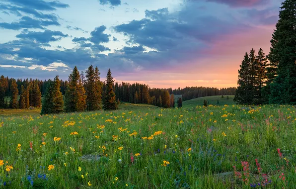 Картинка лес, лето, закат, цветы, природа, поляна