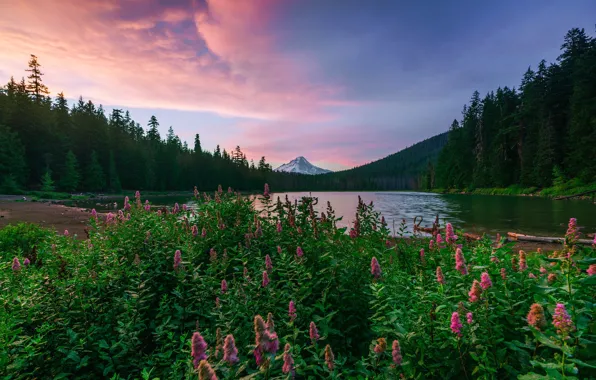 Картинка пейзаж, закат, горы, природа, озеро, Орегон, США, травы