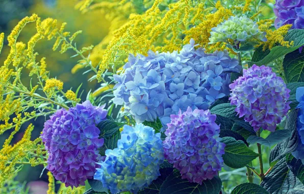 Цветы, куст, желтые, голубые, сиреневые, гортензия, золотарник