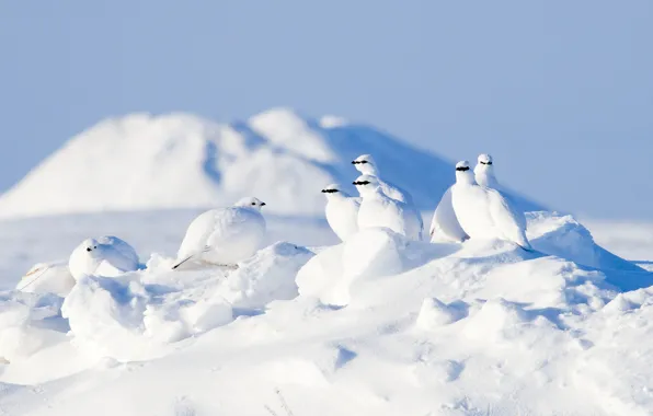Картинка зима, снег, птицы, Арктика, куропатки, Тундряная куропатка