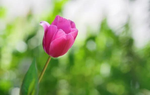 Цветок, розовый, тюльпан