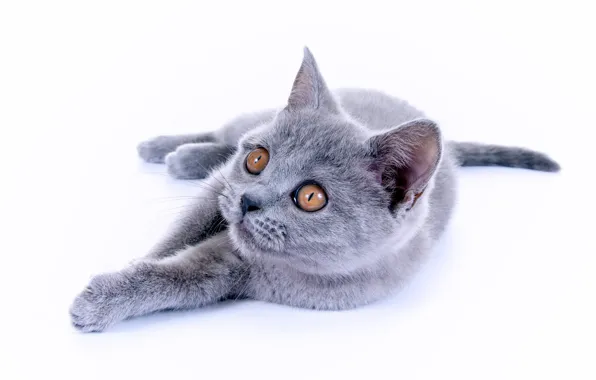 Картинка кошка, котёнок, Британская короткошёрстная