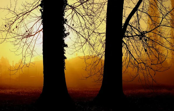 Картинка свет, туман, дерево
