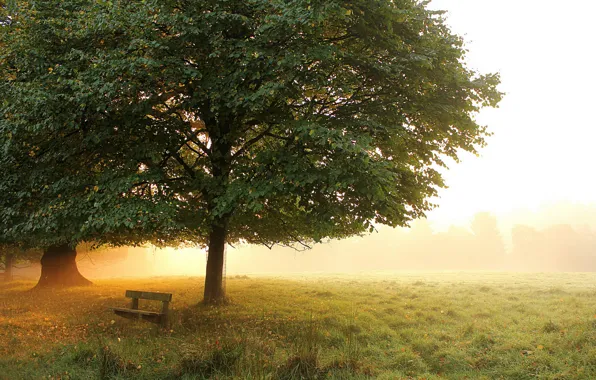 Картинка осень, деревья, скамейка, туман, парк, утро, луг, ранняя