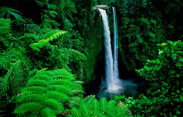Forest, waterfall, topical