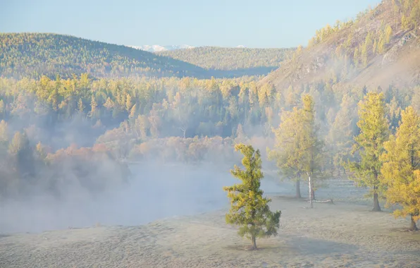 Пейзаж, туман, дерево
