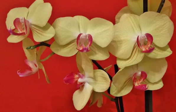 Экзотика, орхидея, Фаленопсис