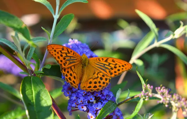 Картинка Макро, Цветы, Бабочка, Flowers, Macro, Butterfly