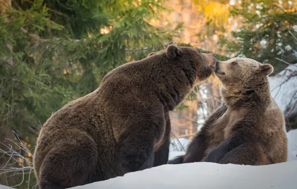 Зима, лес, снег, поза, поцелуй, ели, медведь, медведи