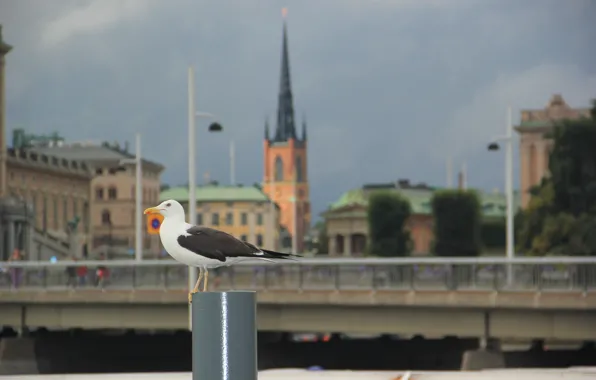 Картинка мост, башня, чайка, фонари, Стокгольм, Швеция, Sweden, шпиль