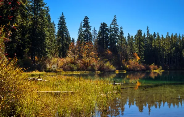 Картинка лес, деревья, озеро, Калифорния, камыш, США, Clear Lake