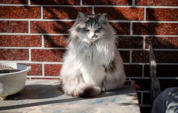 Кошка, взгляд, шерсть
