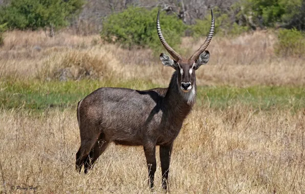 Поле, трава, солнце, деревья, природа, рога, боке, South Africa